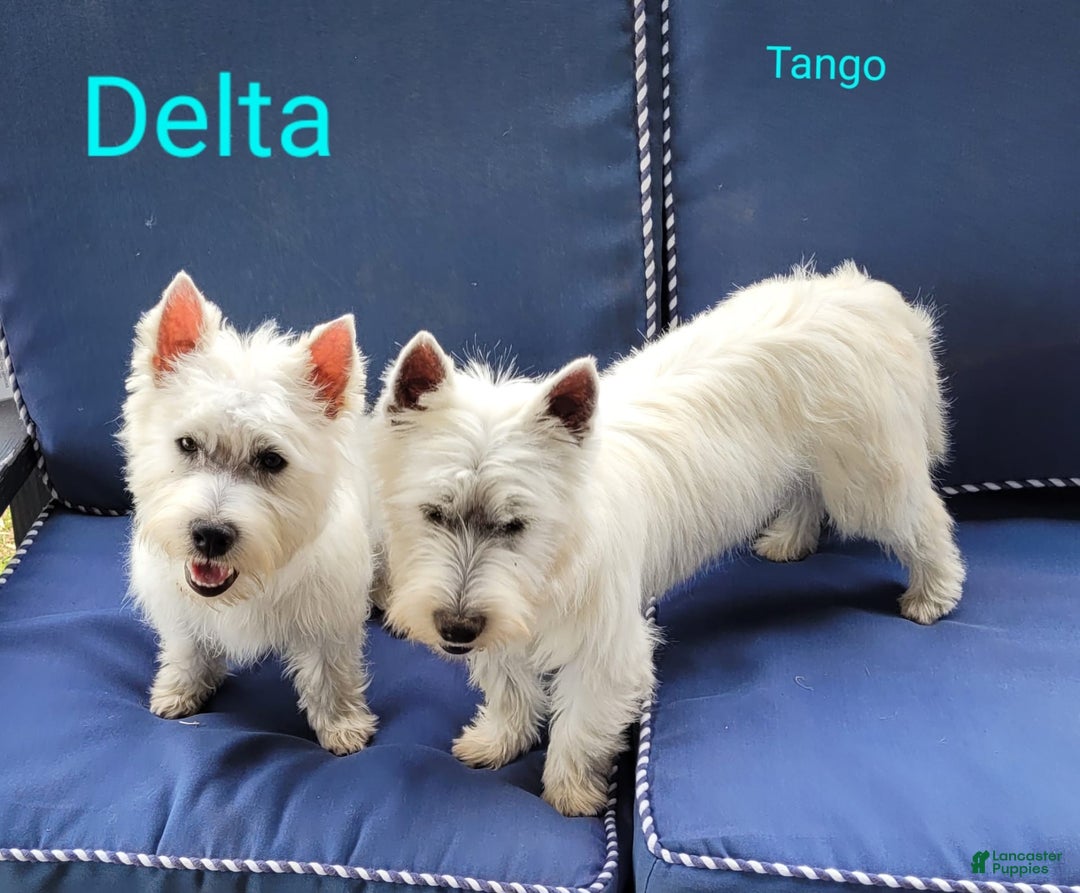 West Highland Terrier dogs for sale: Delta - Image 1