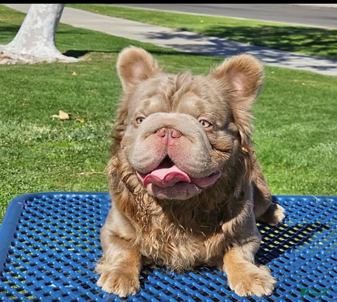 French Bulldog dogs for sale: Blue - Image 2