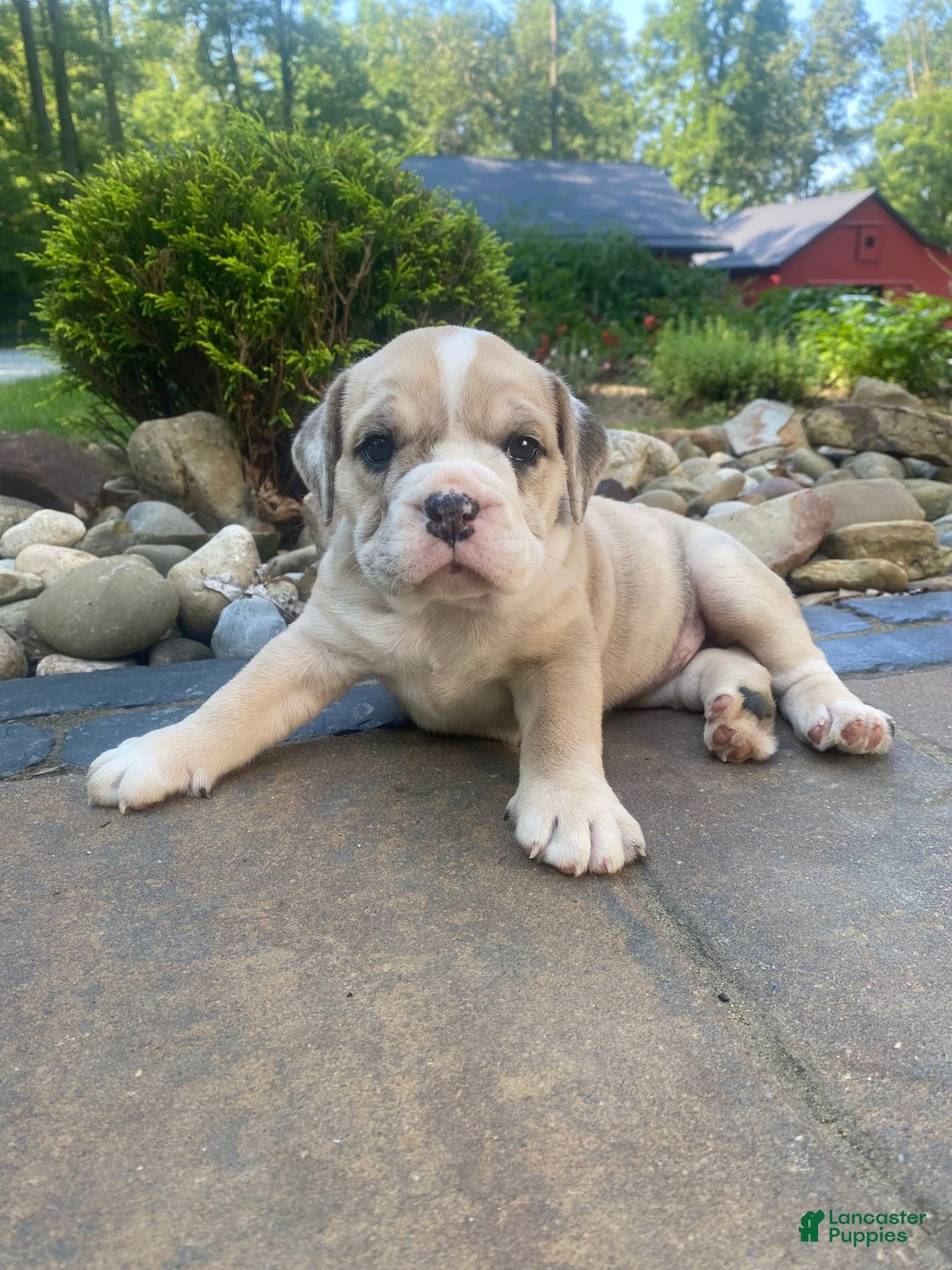 French Bulldog dogs for sale: Milly - Image 10