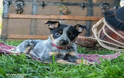 Australian Cattle Dog dogs for sale: Carrie - Image 1