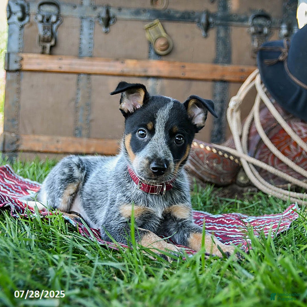 Australian Cattle Dog dogs for sale: Carrie - Image 1
