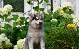 Gerberian Shepsky dogs for sale: Leo - Image 6