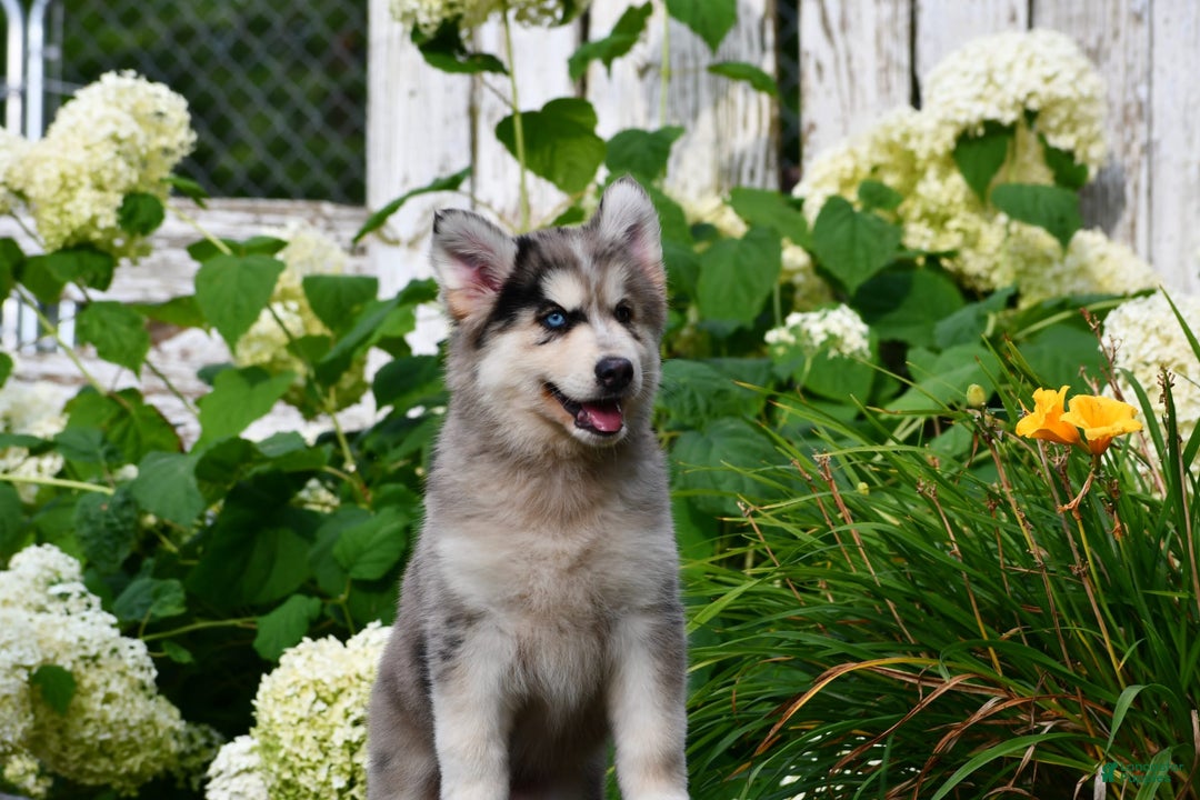 Gerberian Shepsky dogs for sale: Leo - Image 6