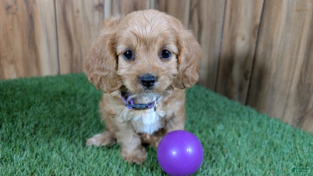 Cavapoo dogs for sale: Fiona Girl 2 - Image 9