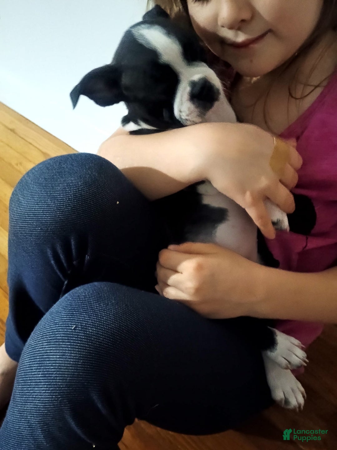 Boston Terrier dogs for sale: Lola - Image 6