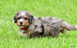 Mini Bernedoodle dogs for sale: Jerry - Image 5