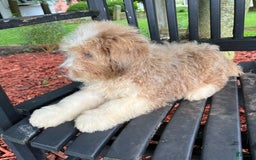 Mini Aussiedoodle dogs for sale: Sunny - Image 23