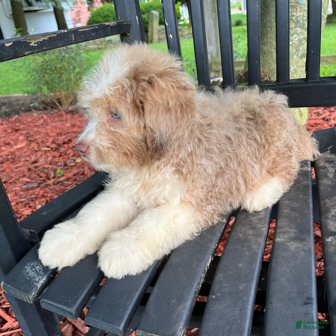 Mini Aussiedoodle dogs for sale: Sunny - Image 23