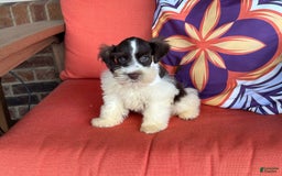 Miniature Schnauzer dogs for sale: Fancy Male 2 Akc Liver Parti - Image 12
