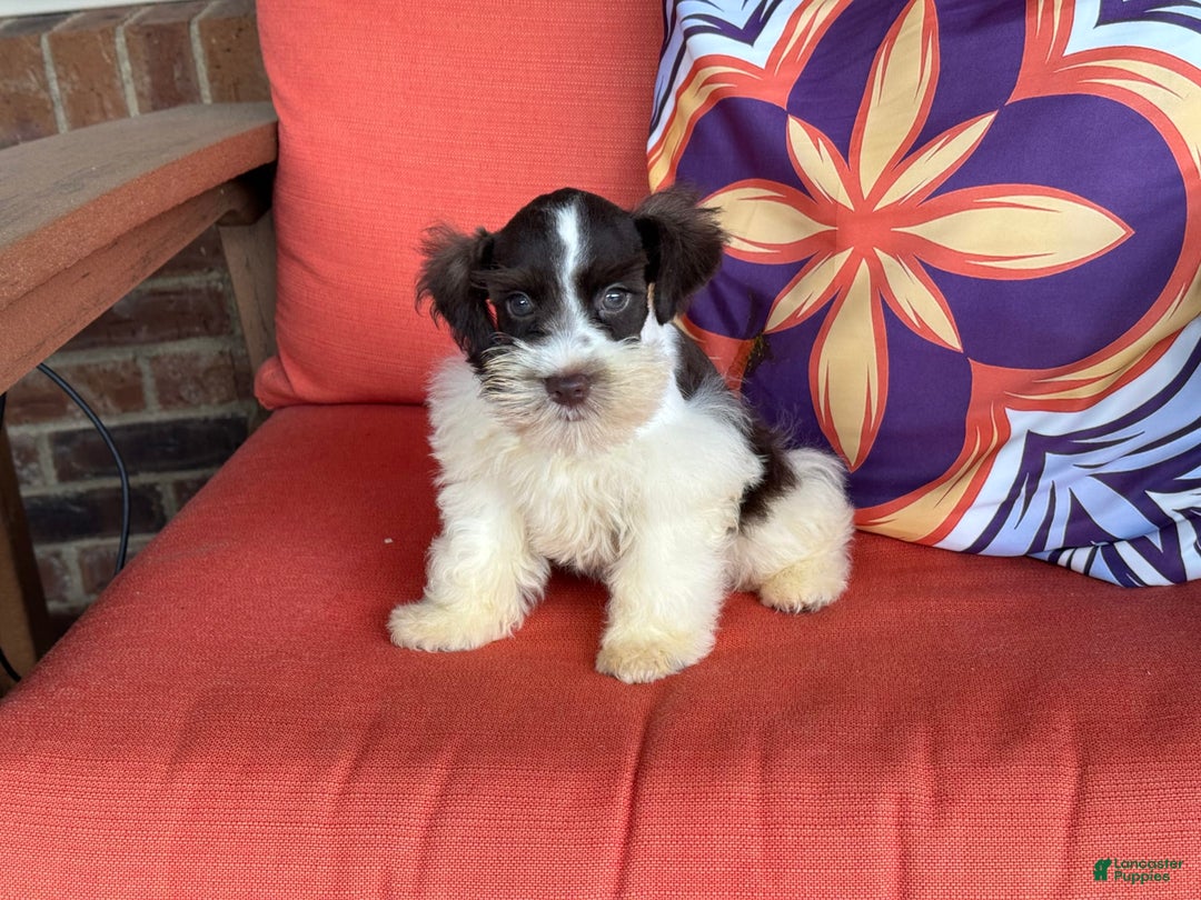 Miniature Schnauzer dogs for sale: Fancy Male 2 Akc Liver Parti - Image 12