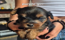 Yorkshire Terrier dogs for sale: Sara - Image 1
