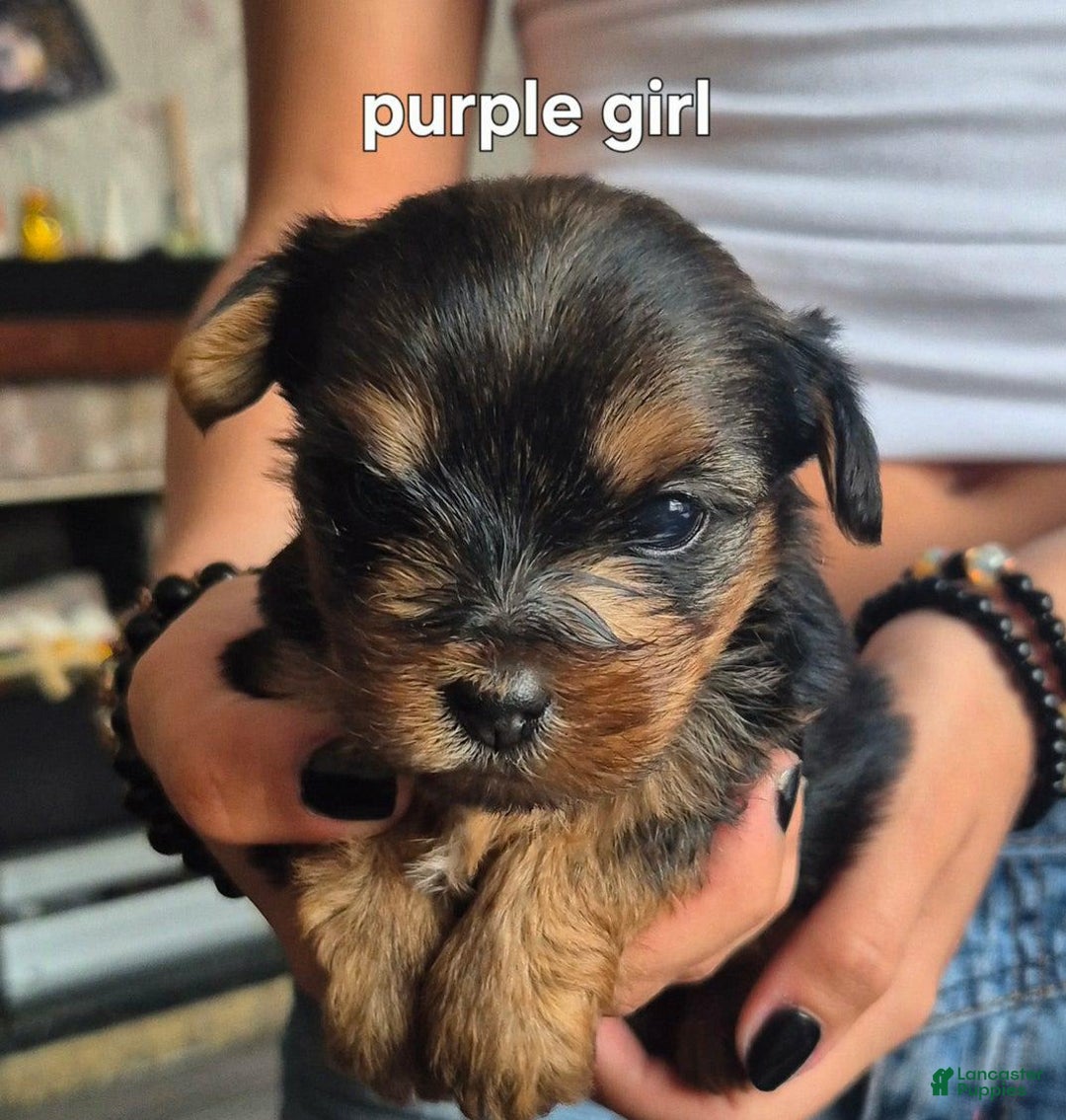 Yorkshire Terrier dogs for sale: Sara - Image 1
