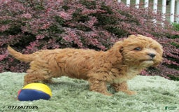 Cavapoo dogs for sale: Princess - Image 13