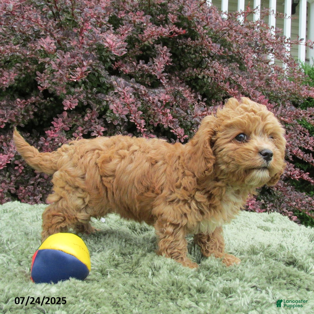Cavapoo dogs for sale: Princess - Image 13