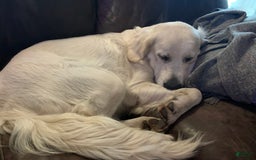 Golden Retriever dogs for sale: Max - Image 3