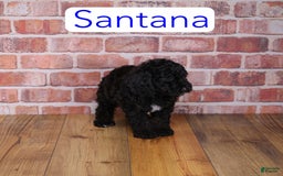 Mini Goldendoodle dogs for sale: Santana - Image 1