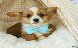 Welsh Corgi Pembroke dogs for sale: Griffin - Image 16