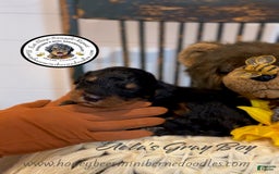 Mini Bernedoodle dogs for sale: Aelas Gray Boy - Image 1
