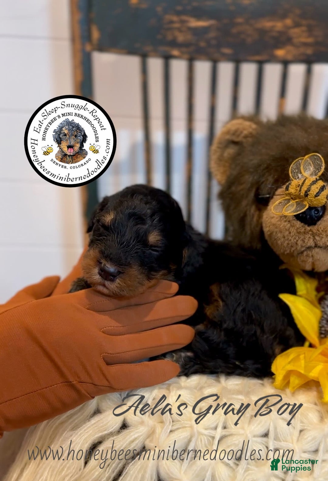 Mini Bernedoodle dogs for sale: Aelas Gray Boy - Image 1