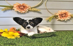 Papillon dogs for sale: Lilah - Image 10