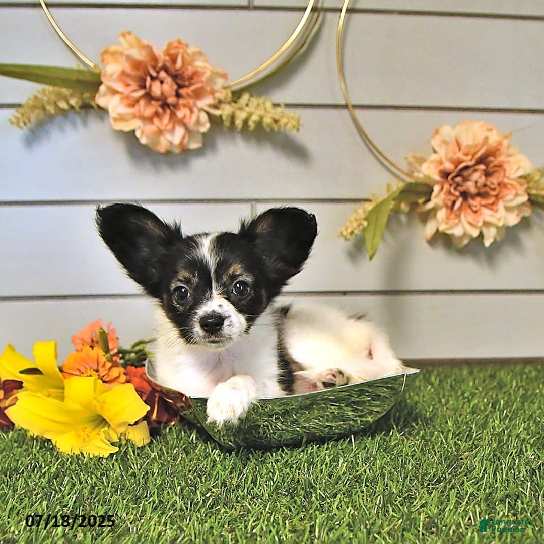 Papillon dogs for sale: Lilah - Image 10