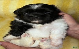 Shih Tzu dogs for sale: Bently - Image 1