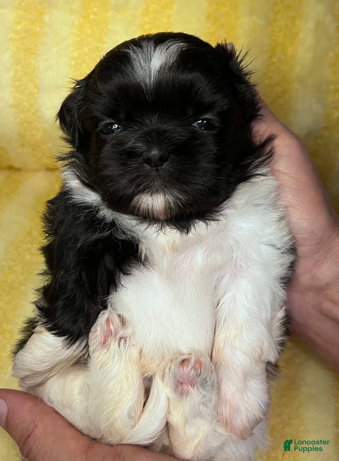 Shih Tzu dogs for sale: Bently - Image 1