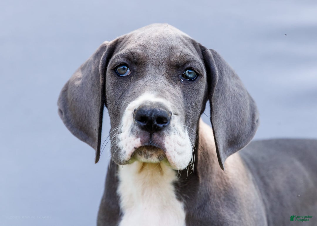 Great Dane dogs for sale: Karen - Image 7