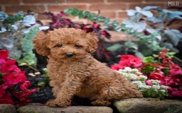 Cockapoo dogs for sale: Milo - Image 2