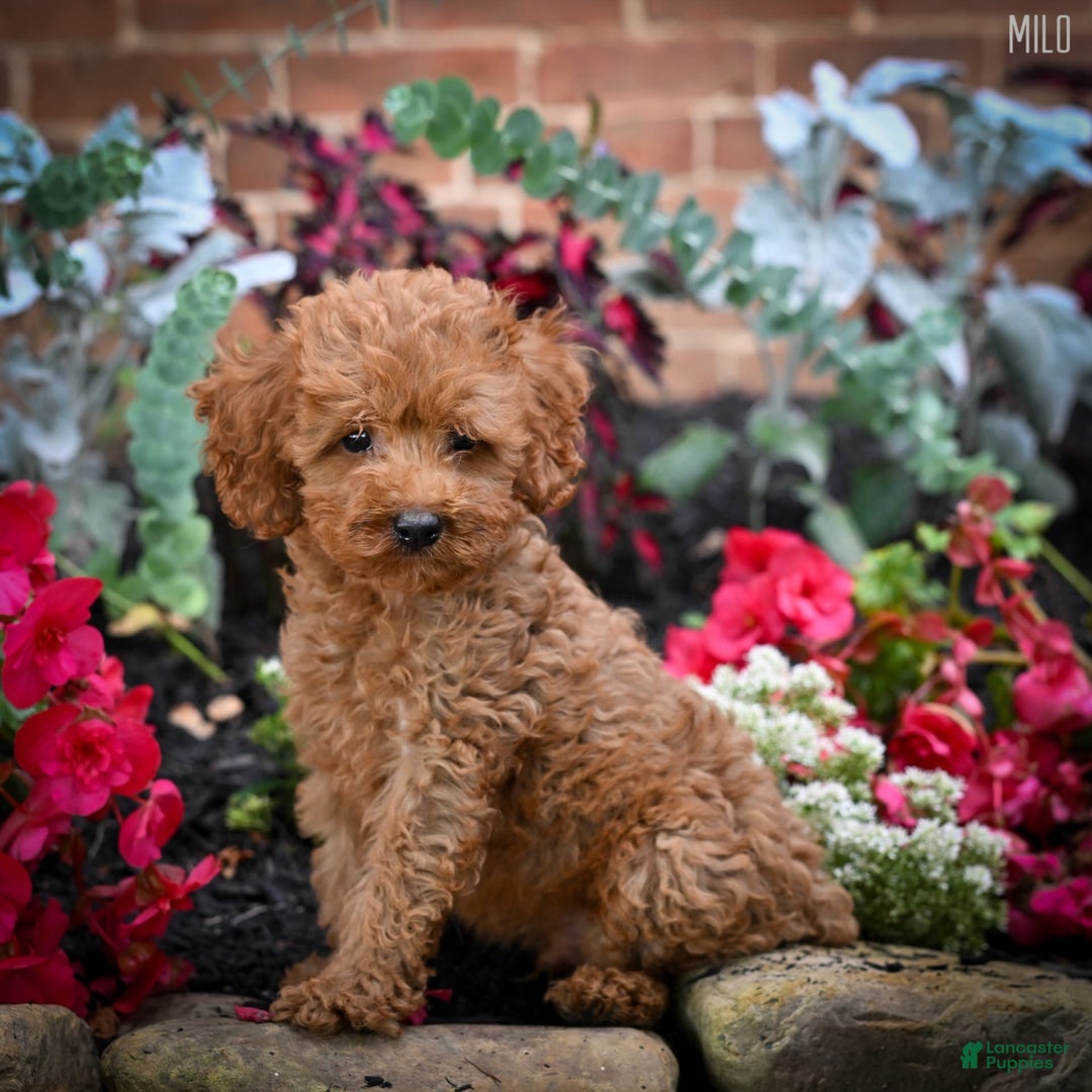 Cockapoo dogs for sale: Milo - Image 2