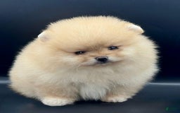 Pomeranian dogs for sale: Raya - Image 2