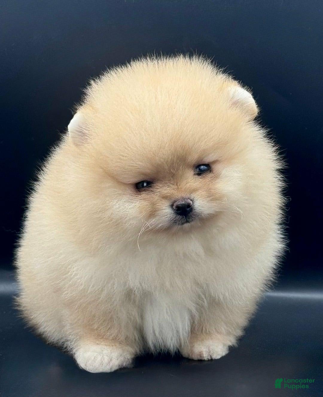 Pomeranian dogs for sale: Raya - Image 2
