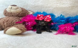 Morkie dogs for sale: Penelope - Image 5