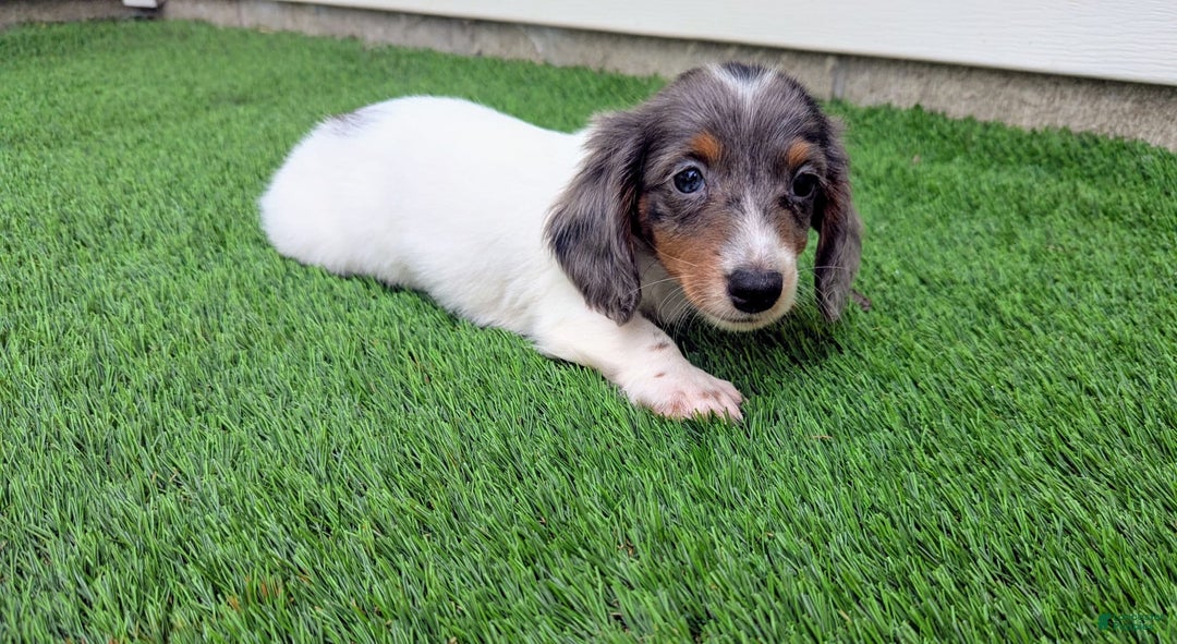 Dachshund dogs for sale: Marlo - Image 3