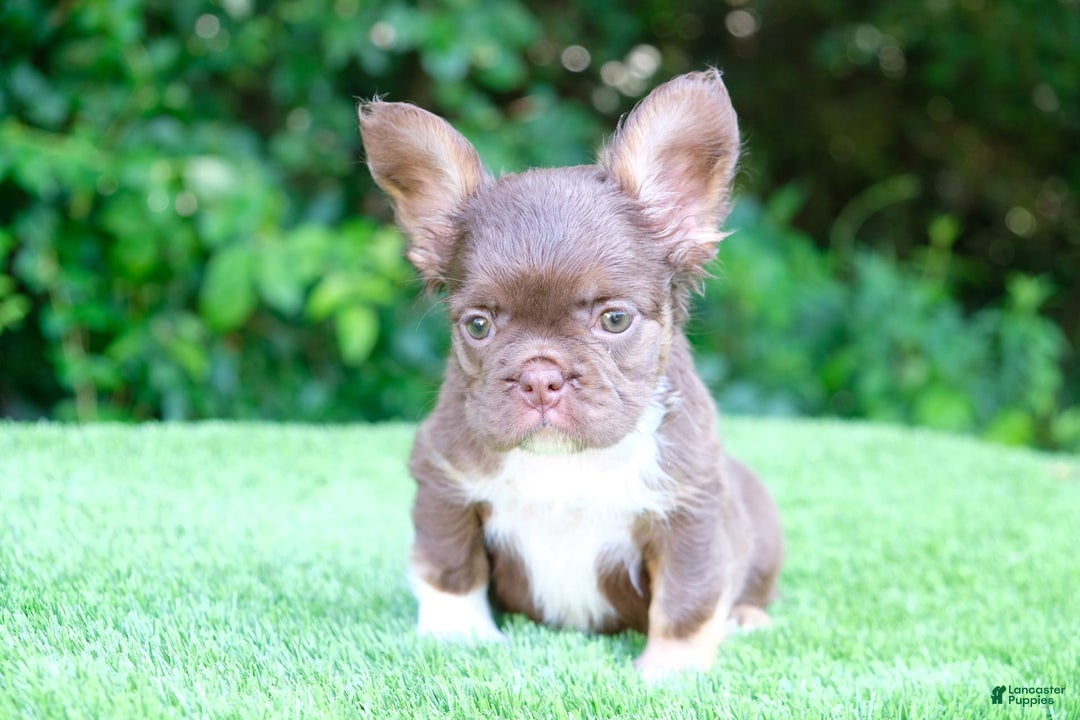 French Bulldog dogs for sale: Rojo Lady - Image 4