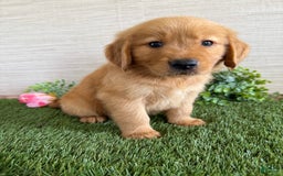 Golden Retriever dogs for sale: Lexi - Image 9
