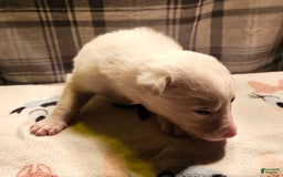 Border Collie dogs for sale: Bambi - Image 9