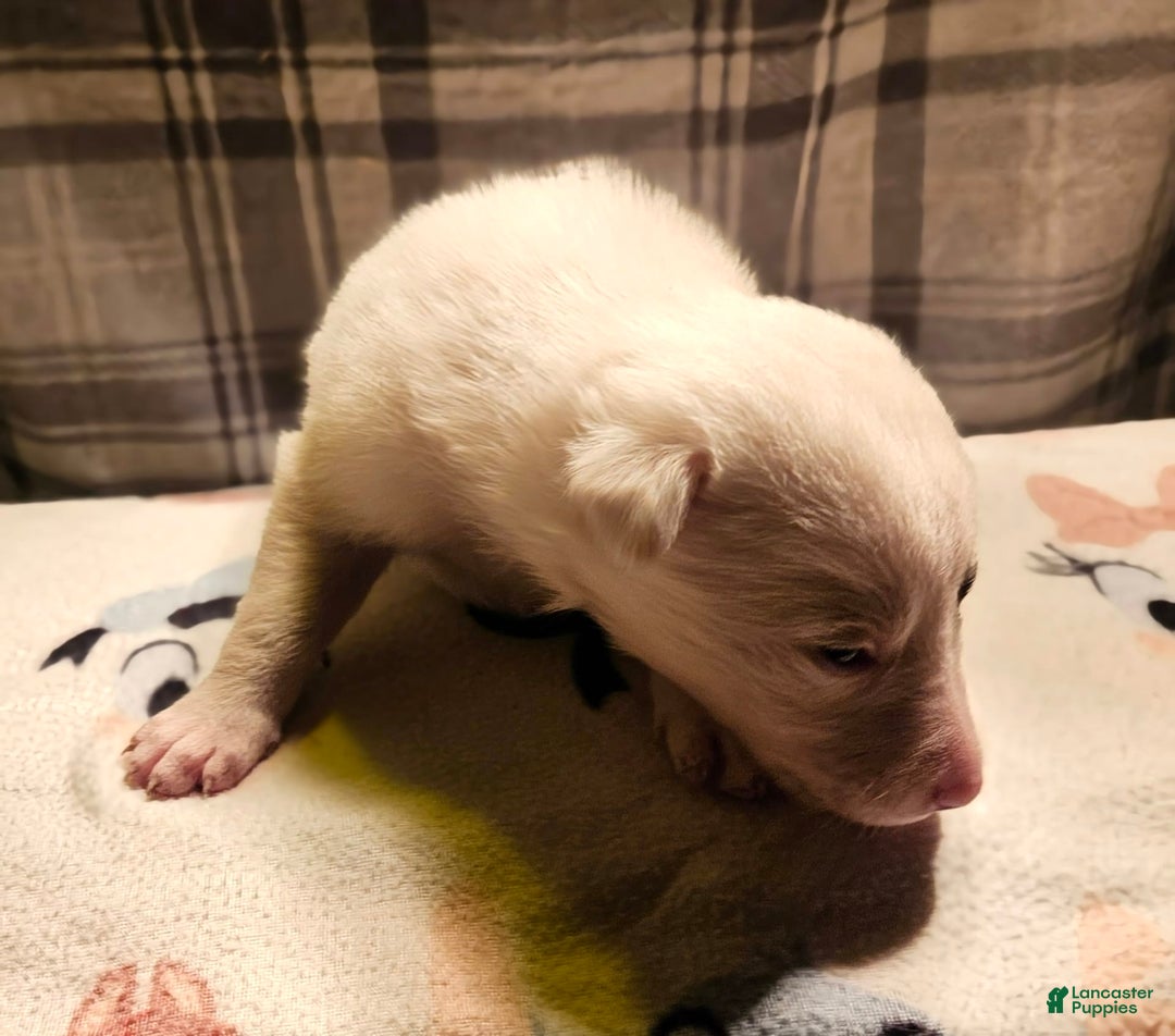 Border Collie dogs for sale: Bambi - Image 9