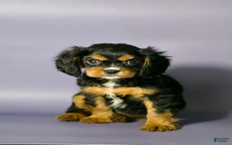 Cavalier King Charles Spaniel dogs for sale: Annie - Image 1