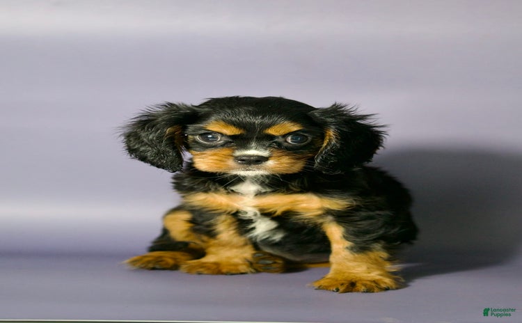 Cavalier King Charles Spaniel dogs for sale - Ad 1