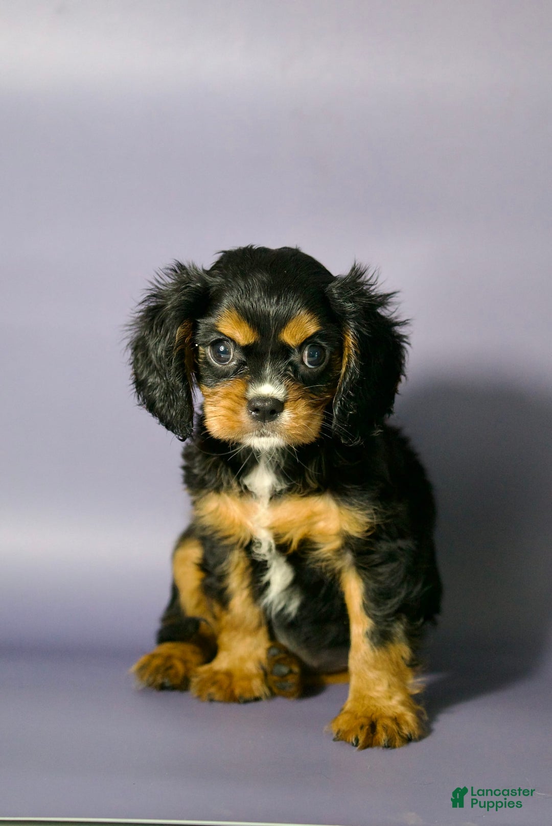 Cavalier King Charles Spaniel dogs for sale: Annie - Image 1