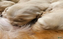 Golden Retriever dogs for sale: Bella - Image 2