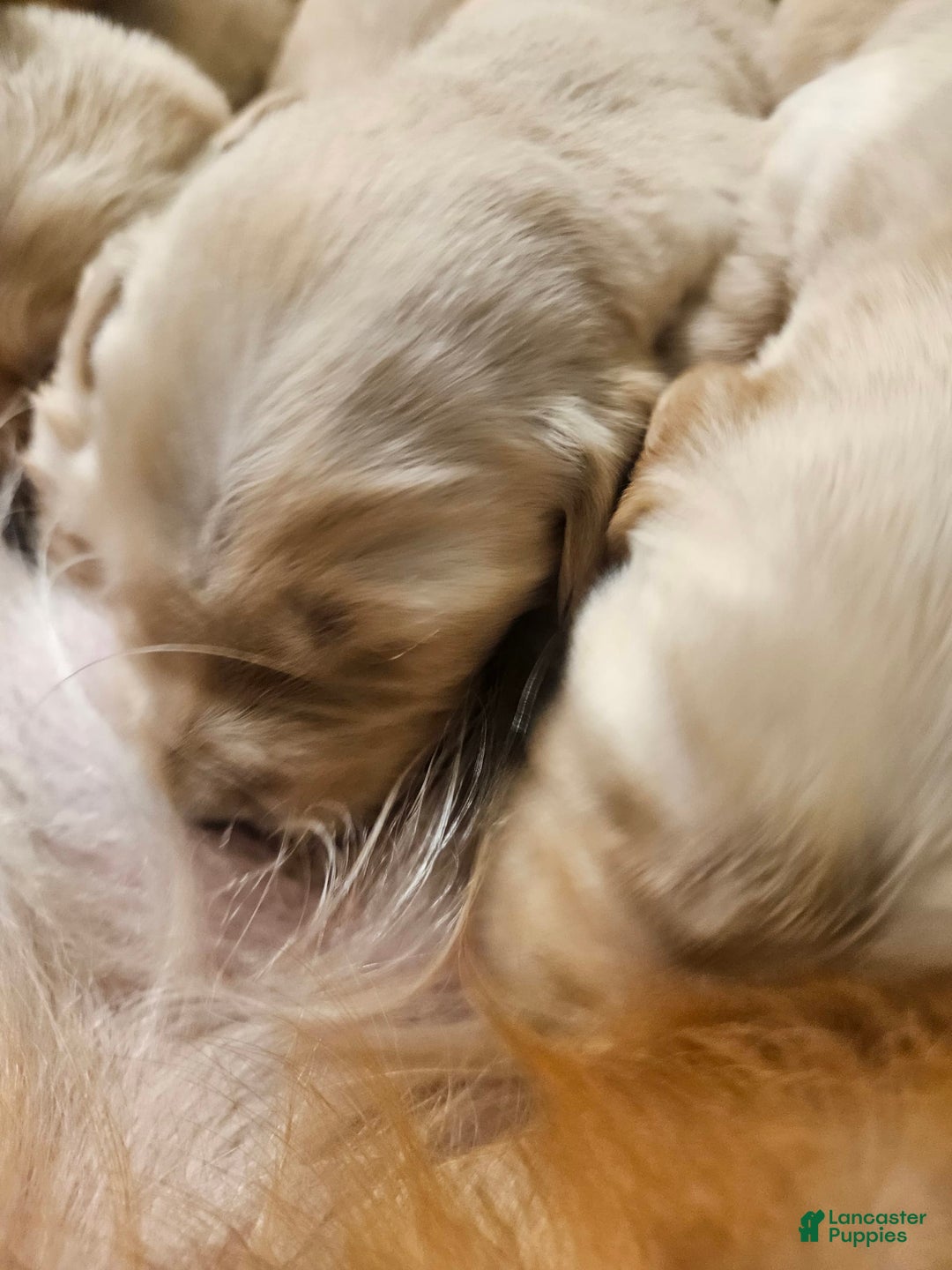 Golden Retriever dogs for sale: Bella - Image 2