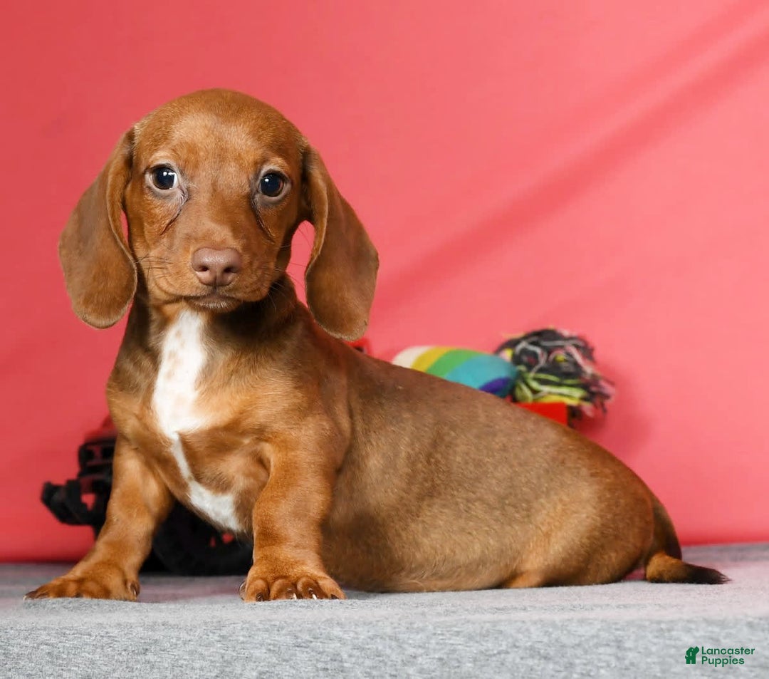 Miniature Dachshund dogs for sale: Diana - Image 7