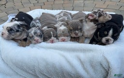English Bulldog dogs for sale: Bleu Ivy - Image 2