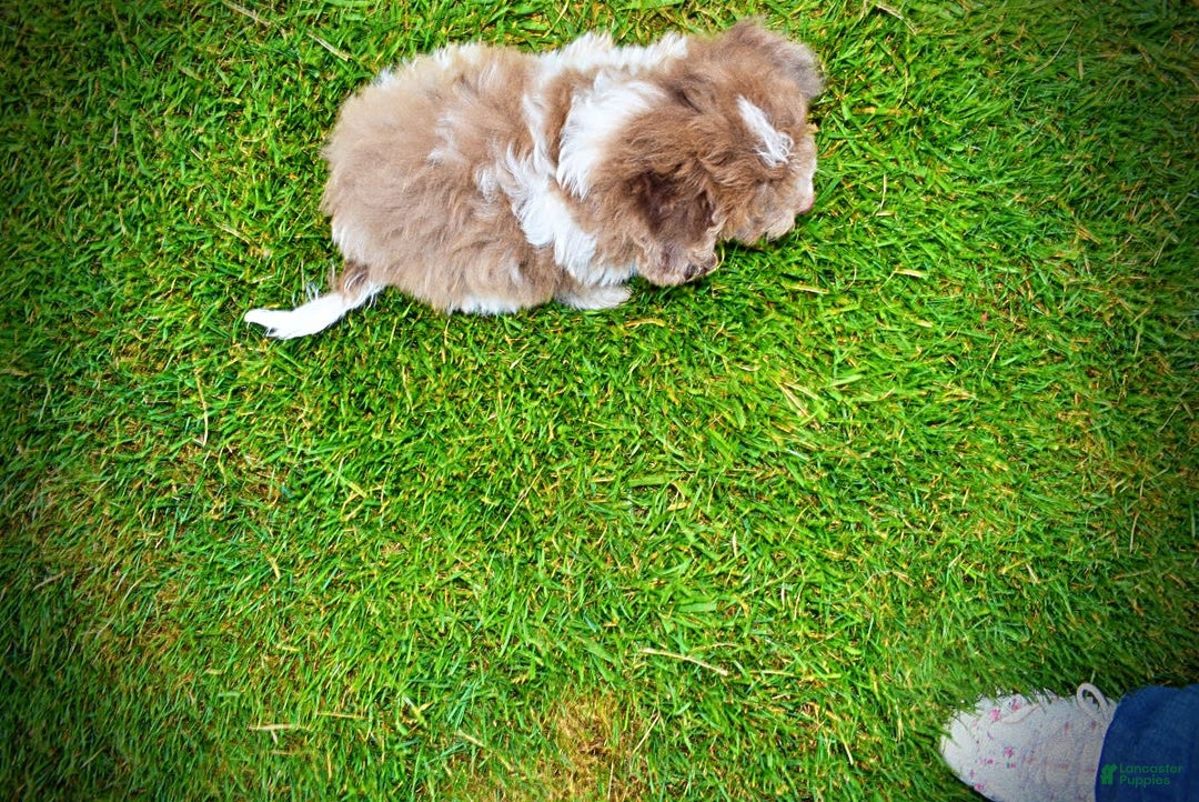 Havapoo dogs for sale: Bambam - Image 5