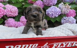 Cocker Spaniel dogs for sale: Milo - Image 3