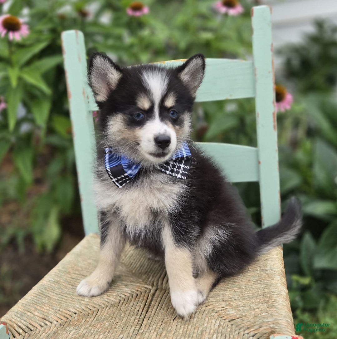Pomsky dogs for sale: Todd - Image 4