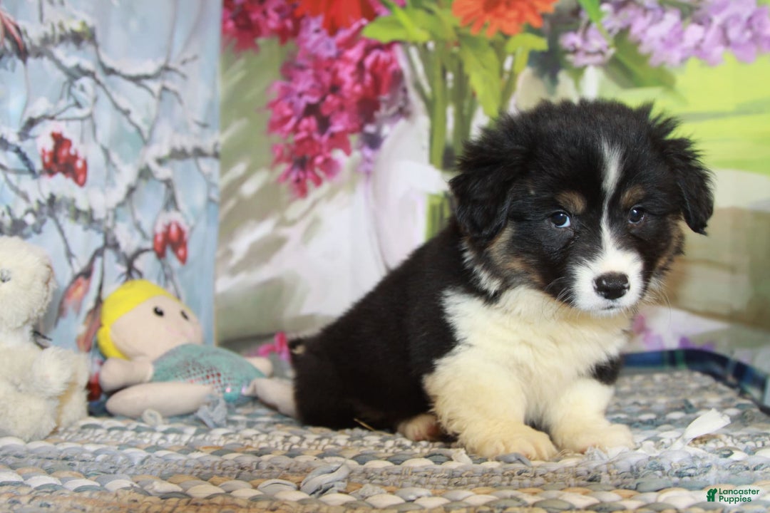 Welsh Corgi Pembroke dogs for sale: Hanna Fluffy - Image 2