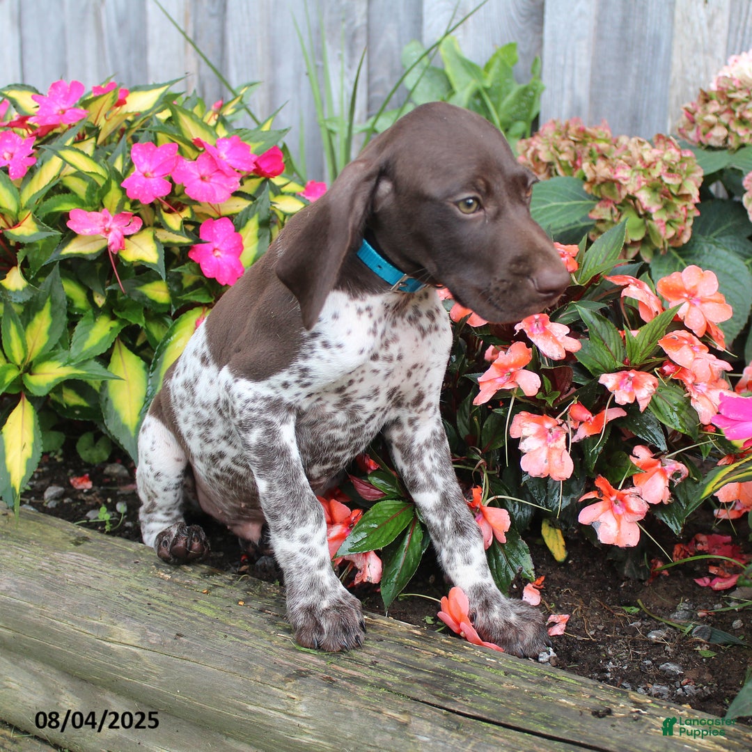 German Shorthaired Pointer dogs for sale: Luke - Image 3